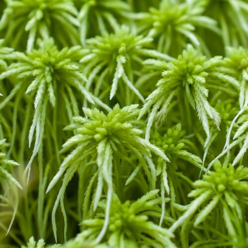 peat-moss-6655200_1280